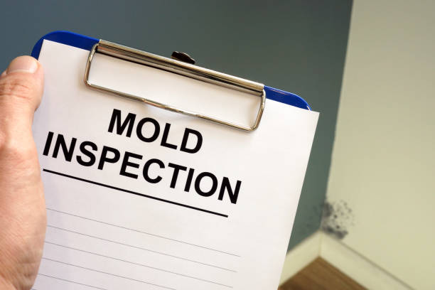 Melrose Park, NY Mold Removal Company